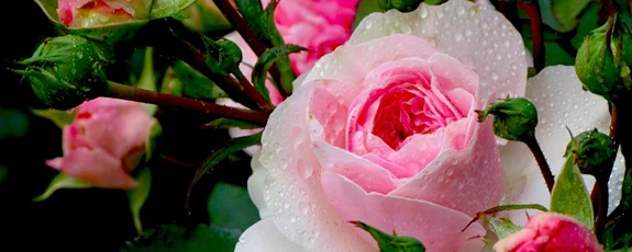 Для установления равновесия и гармонии Для установления равновесия и гармонии