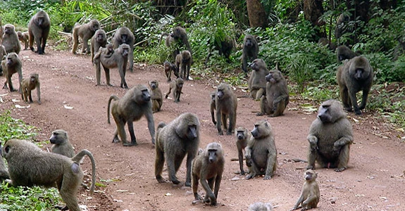 Гаутенг и Мпумаланга Гаутенг и Мпумаланга