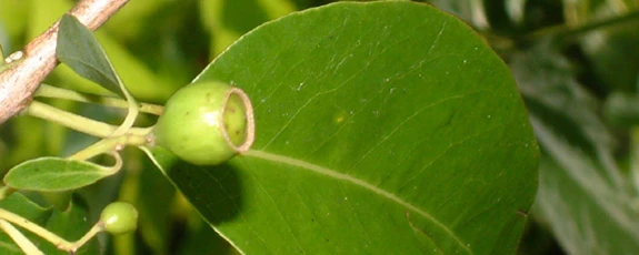 Зарождение гомеопатии Зарождение гомеопатии