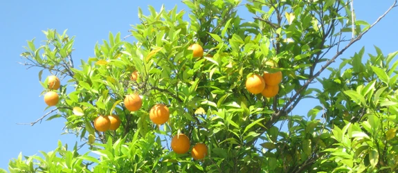 citrus.jpg citrus.jpg