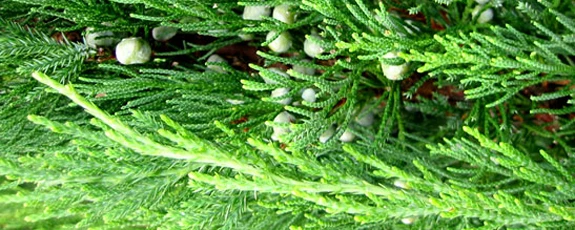 Производство эфирных масел Производство эфирных масел