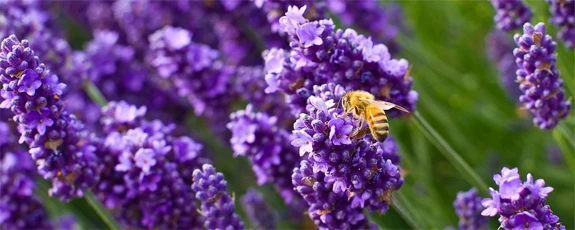 Чарующий аромат Чарующий аромат