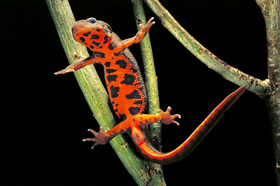 Fire bellied Newt