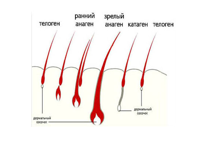 Как увеличить анагеновую фазу роста волос