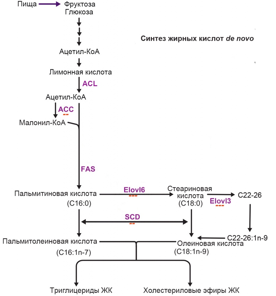 Биосинтез высших жирных кислот схема