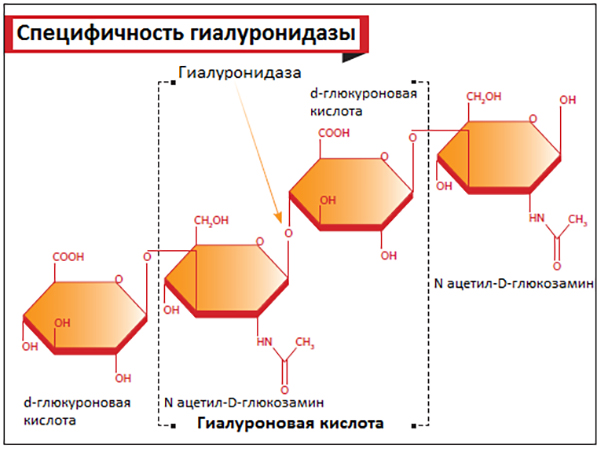 HBA тест спермы