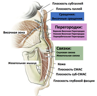 Связочный аппарат лица картинки