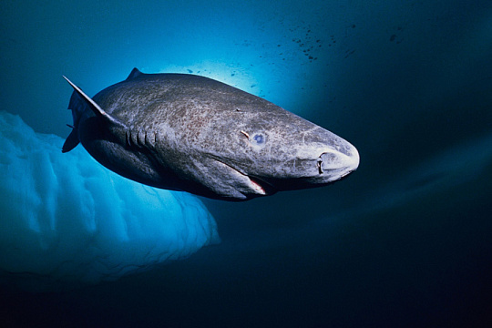 Гренландские акулы могут раскрыть секрет борьбы со старением